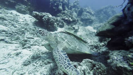 La-Tortuga-Marina-Verde-Navega-Por-El-Escarpado-Fondo-Del-Océano-De-Arrecife.