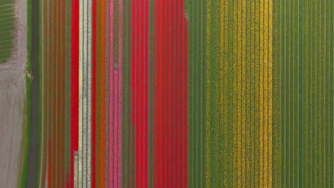Top-down-aerial-of-field-of-colorful-tulip-flowers-in-the-Netherlands