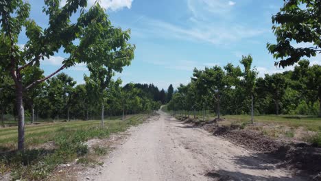 Un-Dron-Vuela-Por-Una-Granja-De-Manzanas