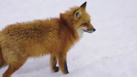 Zorro-Rojo-Solitario-Caminando-Sobre-La-Nieve-En-Invierno,-Disparo-En-Cámara-Lenta-De-4k