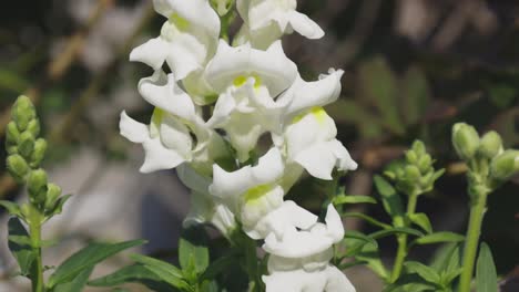 Flowers-takes-in-the-summer-sun