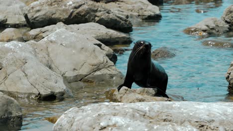 Glitzernde-Robbe-Klettert-Auf-Einen-Felsen-Und-Schwingt-Ihren-Kopf-Hin-Und-Her-Und-Dreht-Sich-In-Kaikoura,-Neuseeland---Zeitlupe