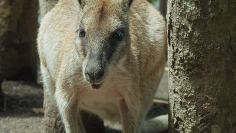 Close-up-shot-of-a-red-necked-wallaby-munching-on-green-hay