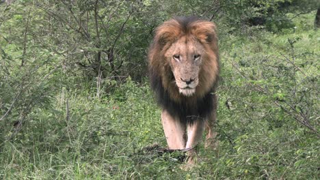 Frontal-view-of-a-male-lion-with-dark-mane-walking-through-the-bush