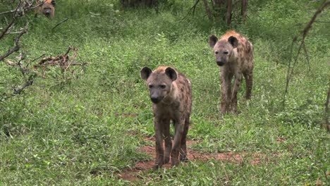 Two-spotted-hyenas-stand-together-in-the-bush,-patiently-looking-around