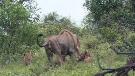 Ein-Rudel-Löwen-Zusammen-In-Den-Büschen-Des-Krüger-Nationalparks,-Südafrika