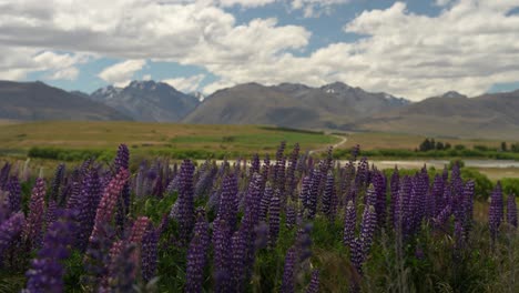 Purple-blooming-lupins-sway-in-wind-in-front-of-Lake-Tekapo-in-New-Zealand-Southern-Alps