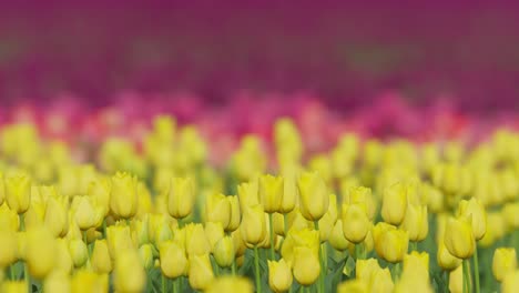 Flores-De-Tulipanes-Amarillos,-Rosados-Y-Morados-En-El-Campo,-Primer-Plano-De-Enfoque-En-Rack