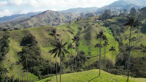 Iconic-wax-palms-rising-into-the-sky-in-Valle-de-la-Samaria-near-the-town-of-Salamina-in-the-Caldas-department-of-the-Coffee-Axis-in-Colombia