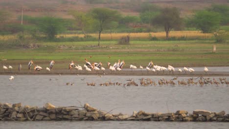 Flock-of-Painted-Stork-with-Gray-Herons-and-egret-and-ducks-Migratory-Birds-at-a-heritage-pond-called-Talab-e-shahi-in-bari-dholpur-of-Rajasthan-India-during-sunset-time