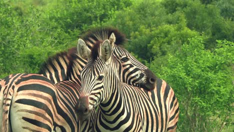 Zwei-Zebras-Stehen-Dicht-Beieinander-In-Einem-Wildreservat-In-Südafrika