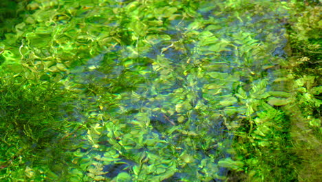 Lush-underwater-plants-sway-in-the-clear-flowing-river,-sunlight-dappling-through-the-water's-surface