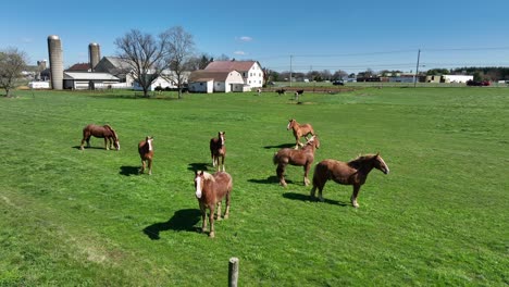 Grazing-group-of-happy-horses-on-pasture-of-american-farm