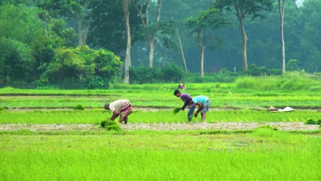 Local-Farmers-Planting-Rice-Crop-Seedlings-Near-Tropical-Village-In-Bangladesh,-South-Asia