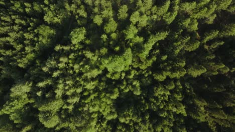 Pine-tree-forest-from-above