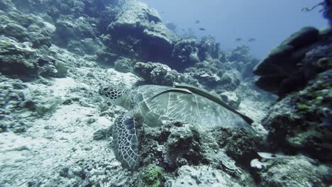 Faszinierende-Wasserszene-Mit-Einer-Grünen-Meeresschildkröte-Auf-Dem-Flachen-Meeresboden