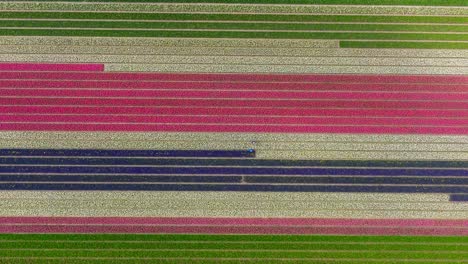 Overhead-aerial-along-rows-of-colorful-tulip-flowers-on-dutch-field