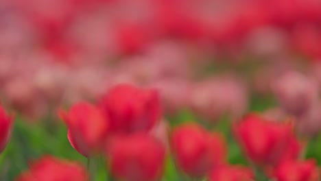 Primer-Plano-De-Cambio-De-Enfoque-De-Bonitas-Flores-De-Tulipán-Rojo-Y-Rosa-En-El-Campo