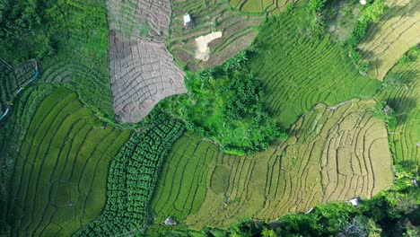 Luftbild-Drohnenlandschaft-über-Grünlandkulturen,-Reisfelder,-Plantagen-Für-Die-Landwirtschaft-In-Ella,-Sri-Lanka,-Reisetourismus,-Asien,-Natur