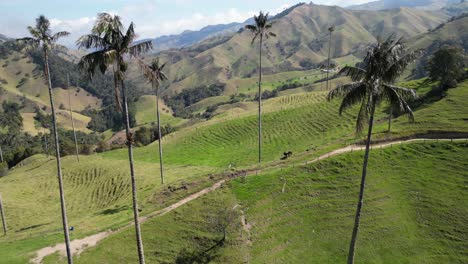Horses-on-a-pasture-in-between-wax-palms-in-Valle-de-la-Samaria-near-the-town-of-Salamina-in-the-Caldas-department-of-the-Coffee-Axis-in-Colombia