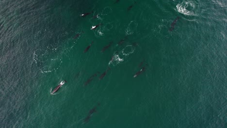 Pod-Of-Dolphins-Swimming-In-The-Coast-Of-Baja-California,-Mexico