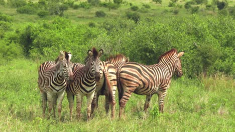 Vier-Zebras-Stehen-Dicht-Beieinander-In-Der-Savanne-Des-Krüger-Nationalparks