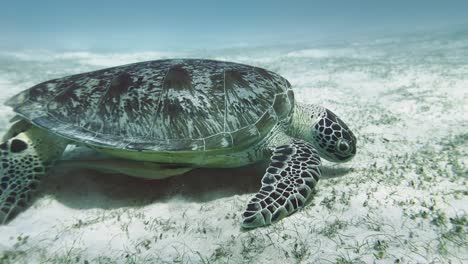 Green-sea-turtles,-marine-reptiles-with-distinctive-greenish-colored-fat