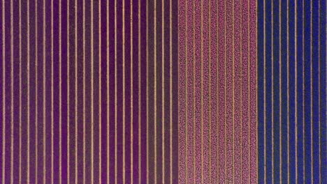 Field-with-rows-of-blue,-purple-and-pink-tulips,-wide-top-down-aerial