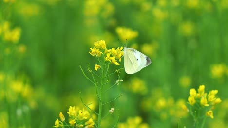 Belleza-De-La-Naturaleza-En-El-Campo,-Una-Hermosa-Mariposa-Blanca-De-Repollo-Polinizando-Vibrantes-Flores-De-Colza-Amarillas,-Agitando-Sus-Alas-Y-Volando,-De-Cerca