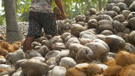 Montón-De-Cocos-Secos-Enteros-En-La-Granja-De-Cocos,-Una-Granja-De-Adolescentes-Que-Trabaja-Pelando-Cocos-Tradicionalmente-En-La-Granja