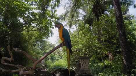 Single-blue-and-yellow-Ara-parrot-perched-on-a-branch-against-a-backdrop-of-lush-green-trees