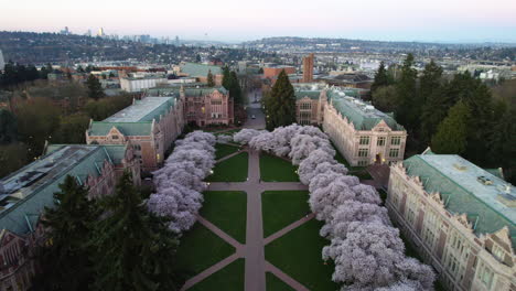 Aerial-view-of-blooming-Cherry-trees-at-the-University-of-Washington,-spring-sunrise