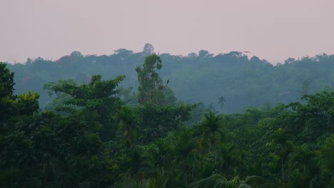 Águilas-Cometas-Negras-Posadas-Sobre-Exuberantes-árboles-Verdes-En-La-Selva-Tropical-Amazónica