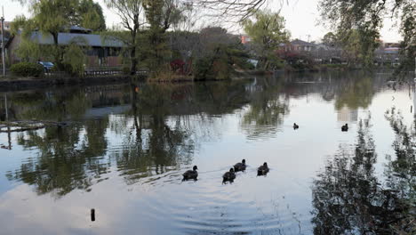 One-of-the-best-times-to-see-the-ducks-is-at-sunset