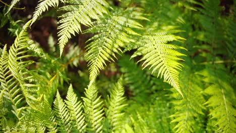 Vibrant-Green-Fern-Foliage-In-Tropical-Forest