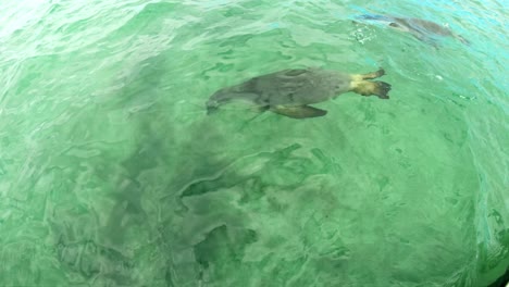 Zeitlupe-Von-Zwei-Australischen-Seelöwen-Im-Wasser