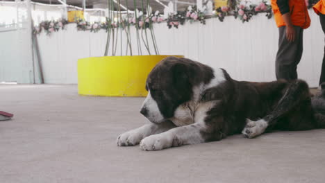 Calle.-Perro-Bernardo-Descansando-Pacíficamente-En-El-Suelo.