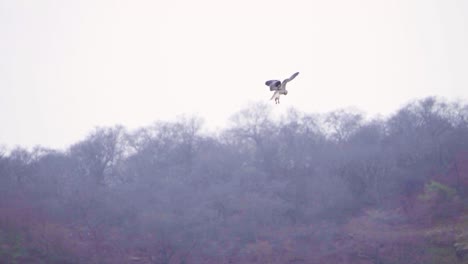 Slow-motion-shot-of-a-Black-winged-kite-or-diurnal-bird-or-Accipitridae-hovering-for-prey-in-forest-of-Ghatigao-in-Madhya-Pradesh-India