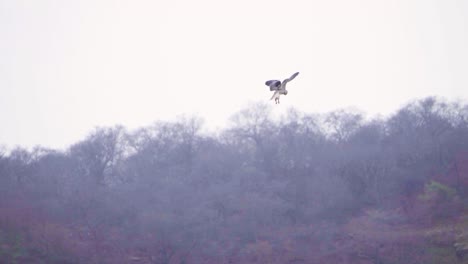 Toma-En-Cámara-Lenta-De-Una-Cometa-De-Alas-Negras-O-Un-Ave-Diurna-O-Accipitridae-Flotando-En-Busca-De-Presas-En-El-Bosque-De-Ghatigao-En-Madhya-Pradesh,-India