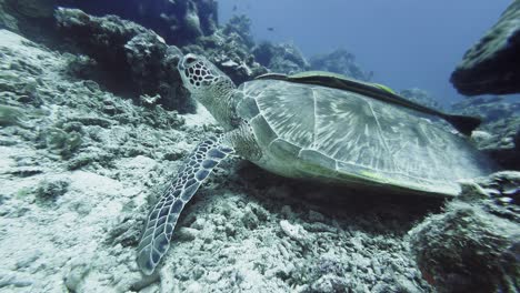 Hard-shell-and-paddle-shaped-flippers