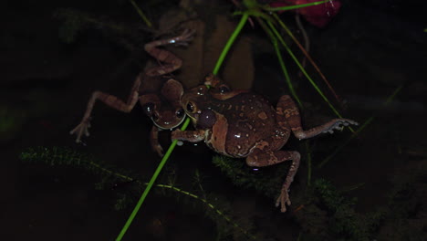Luftaufnahme-Eines-Froschpaares,-Das-Nachts-Am-Ufer-Eines-Teiches-Entspannt