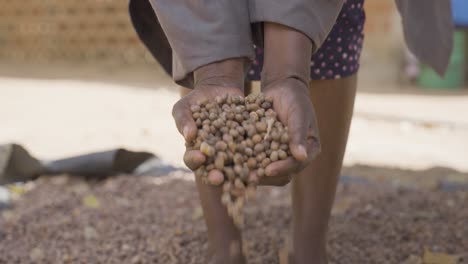 Close-up-shot-of-hands-picking-and-showing-baobab-seeds-after-processing