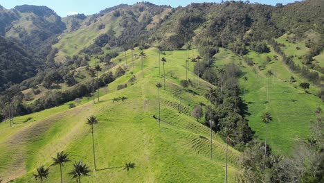 Volando-Sobre-Una-Montaña-Llena-De-Palmas-De-Cera-En-El-Verde-Valle-De-La-Samaria-Cerca-Del-Pueblo-De-Salamina-En-El-Departamento-De-Caldas-Del-Eje-Cafetero-En-Colombia