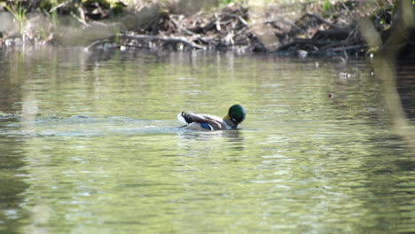 A-duck-enjoys-a-refreshing-bath-in-the-serene-river,-splashing-playfully-amidst-the-calm-waters
