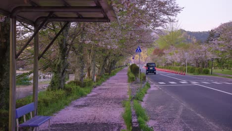 Hermosa-Foto-Matutina-De-Japón-En-Primavera,-Flores-De-Cerezo-Sakura-En-La-Carretera