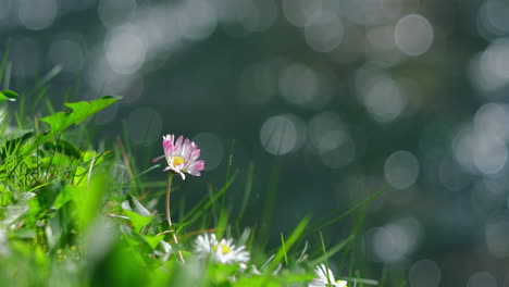 Eine-Einsame-Gänseblümchenblüte-Steht-Anmutig-Vor-Dem-Unscharfen-Hintergrund-Eines-Fließenden-Flusses,-Wobei-Ein-Deutlicher-„seifenartiger-Bokeh-Effekt“-Ihre-Zarte-Schönheit-Hervorhebt