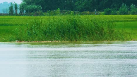Río-Inundado-Y-Tierras-Agrícolas-En-Bangladesh---Plano-Amplio