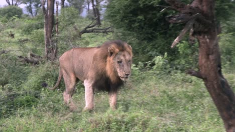 Ein-Großer-Männlicher-Löwe,-Der-Durch-Die-Büsche-Im-Krüger-Nationalpark-Läuft