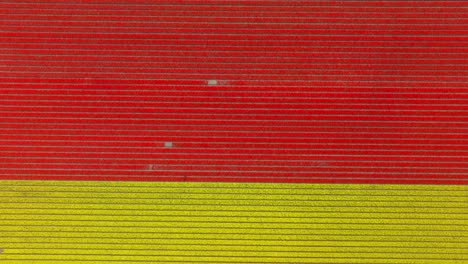 Yellow-and-red-tulips-on-field-in-Netherlands,-wide-overhead-aerial