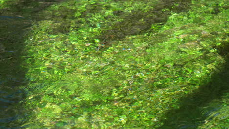 Vivid-aquatic-plants-emerge-from-the-river's-depths,-illuminated-by-the-dance-of-sunlight-on-water